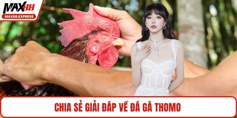 Chia sẻ giải đáp về Đá gà Thomo