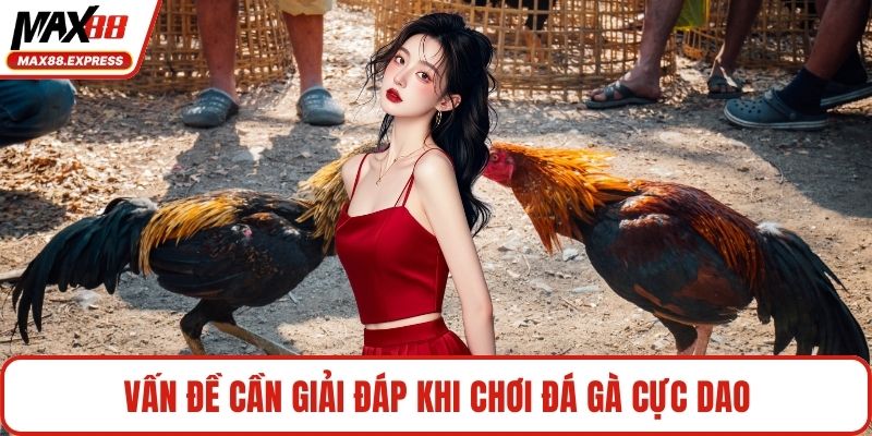 Vấn đề cần giải đáp khi chơi đá gà cực dao